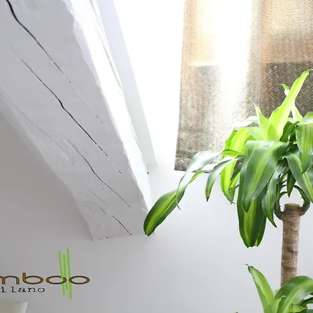 Bamboo Isonzo *
